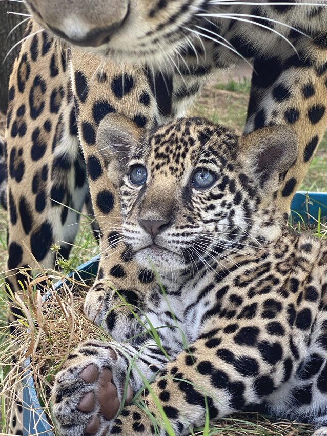 Baby jaguar named Banks at zoo Clay Today